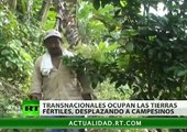 El sector agrícola en Colombia, campo de combate de transnacionales y campesinos