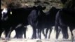 Red Baldies,Black Baldies, and few Black bred heifers in Colorado