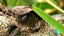 Documental El Cocodrilo Gigante en Africa | Documentales de Animales Salvajes Español