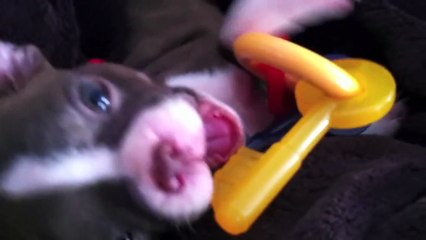 Sophie The Red Boston Terrier - Sleepy Sophie