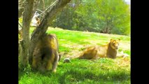 Lions eat live! -- Do not watch if you do not have DARE