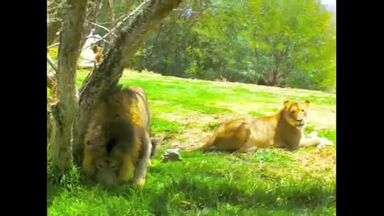 Lions eat live! -- Do not watch if you do not have DARE