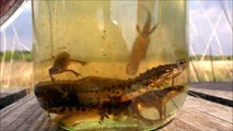 A Jar Full Of Newts ~ Smooth Newts (Lissotriton Vulgaris) Herping 2014