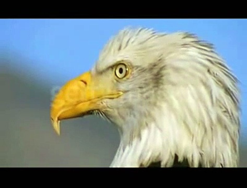 A águia em seu voo para vitória