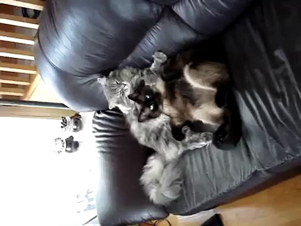 Lazy cats