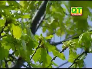 Mola Wado Tuhjo Shan Aa