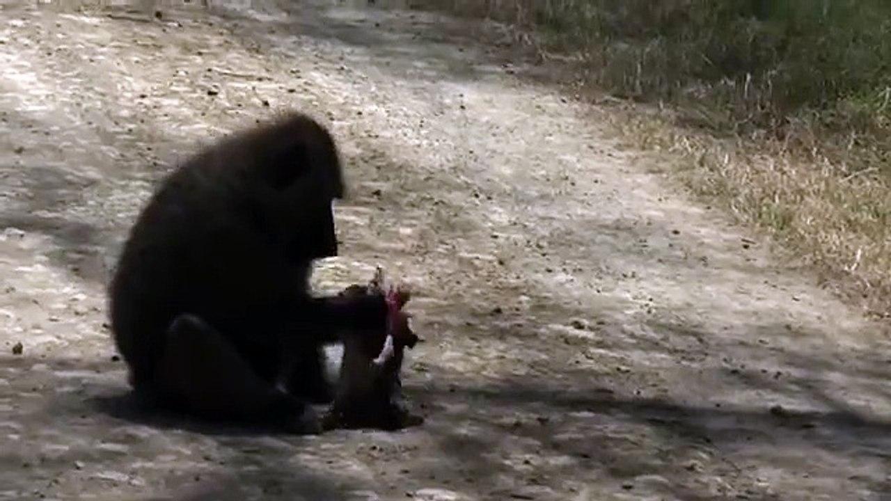 Baboon eating baby