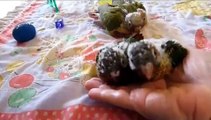 Baby Green Cheek Conures