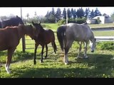 Berghof - Ein Paradies für Pferde