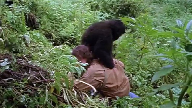 Gorillas In The Mist (1988) Official Trailer