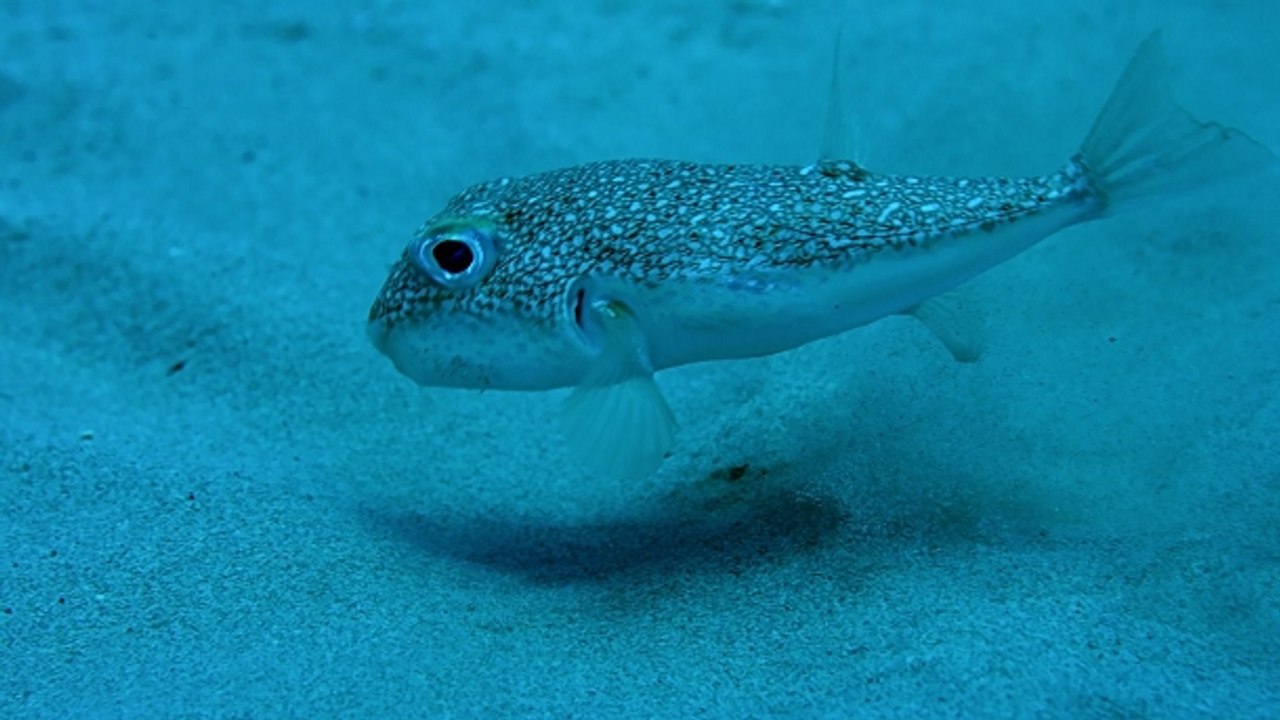 Rosace de sable du poisson-ballon