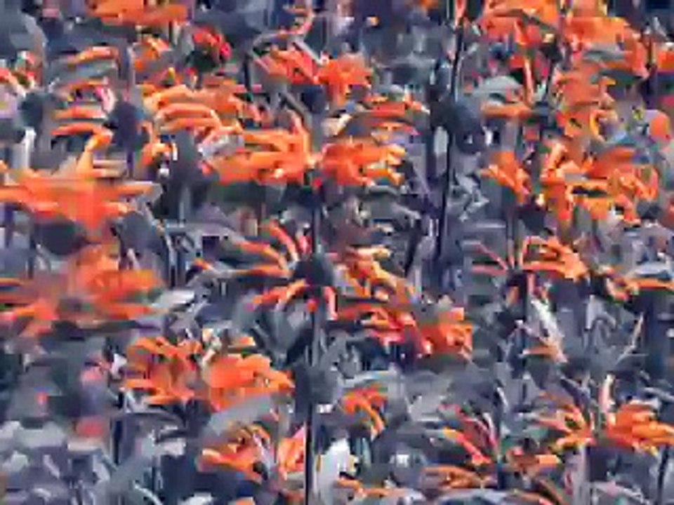 Flora and Fauna