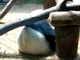 Xi Lan and Lun Lun Giant Pandas at Zoo Atlanta - Wrestling wif da mommie monster