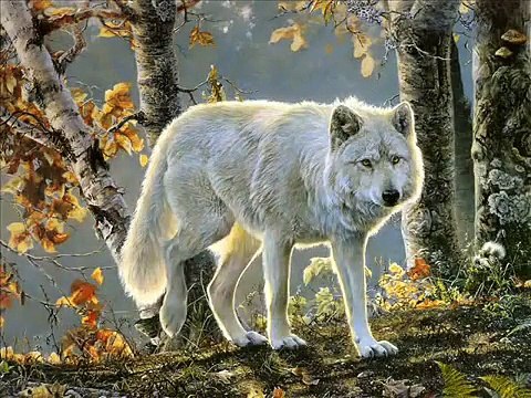 native american flute and drums wolves prayer