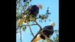 BALD EAGLES-sidney -A PHOTOGRAPHIC JOURNEY