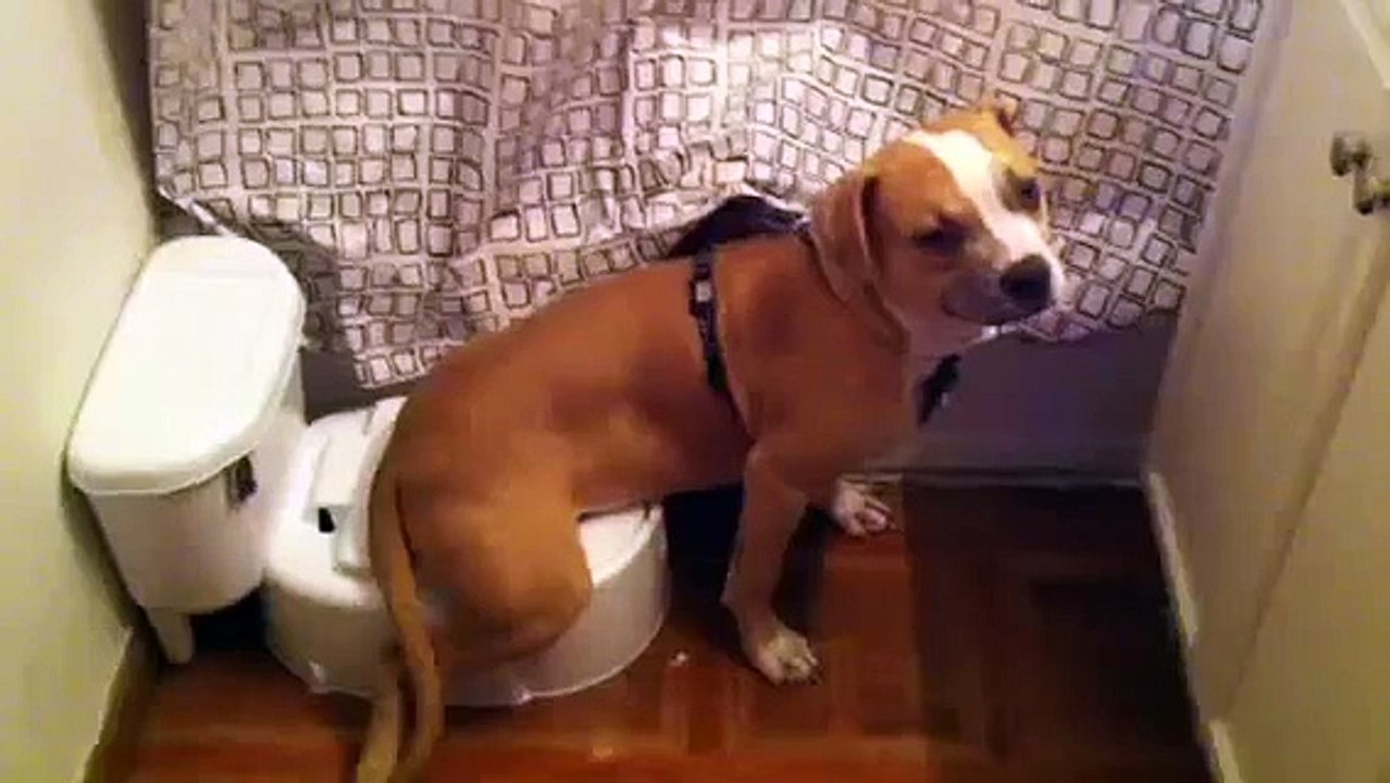 Dog sitting on the toilet