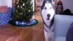Dog Singing You Raise Me Up Last Christmas Happy Holidays Top Dogs bulldog singing