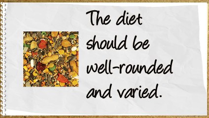 Birding Tips To Keep Your Pet Bird Healthy And Happy