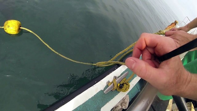 Il pose une GoPro sur un grand requin blanc