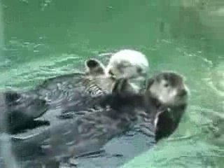 Otters holding hands  cute Loutre zoo