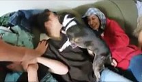 Dog makes out with Girl