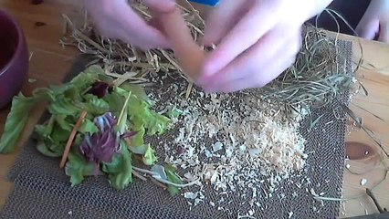 Was in einen Kaninchen Käfig gehört