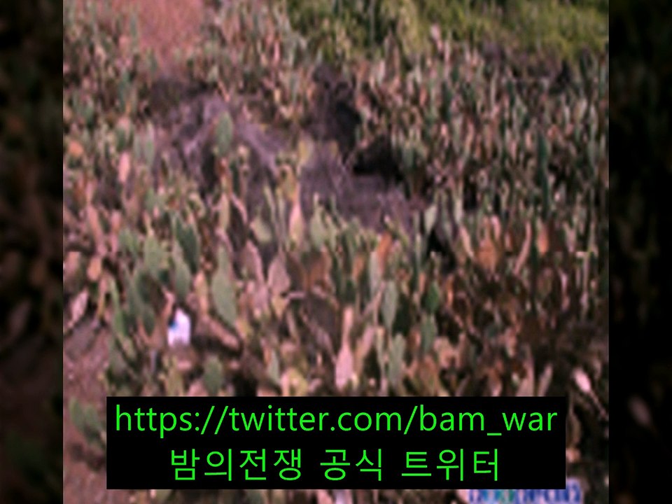 『 밤전 』강남핸플 쎄컨 モ 『남산동핸플 』 ザ 중화핸플