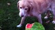 Funny Dog eating watermelon Beauty Break