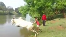 OMG!!! Bull suddenly jumps into water