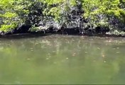 Galapagos Black Turtle Cove turtles sharks spotted rays