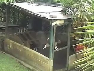 this is the dog of mission impossible wow - The Internet Killed Television[via torchbrowser.com]