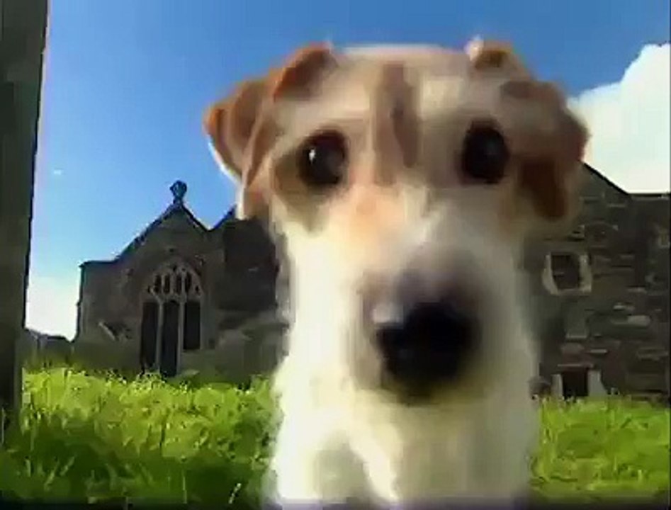 Dog Breeds - Jack russel terrier. Dogs 101 Animal Planet