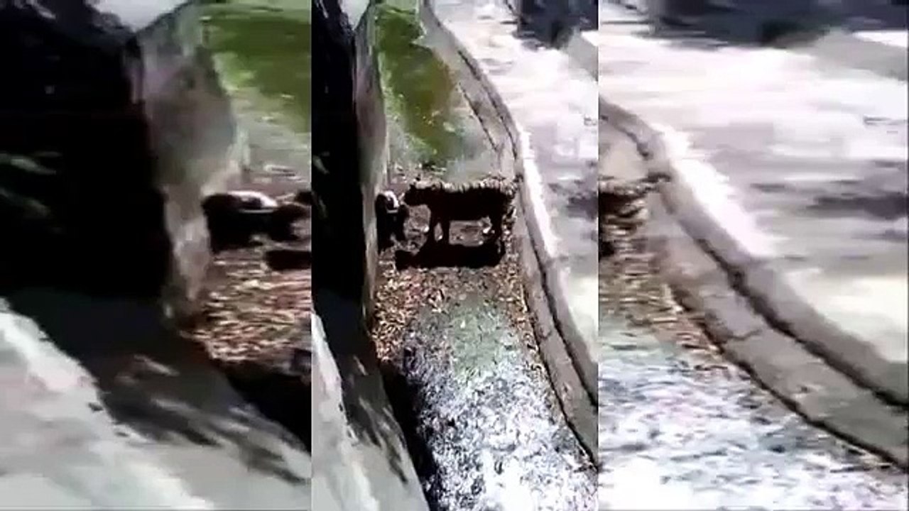Tiger Attack at New Delhi Zoo
