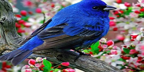 Sounds of Nature: Bird Songs (No Music) 30 min