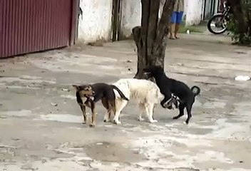 Suruba dos Cachorros