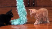 best cat toys for baby kittens -  furry scarf - funny kitten videos