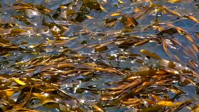 Oasis Bahia de Paracas - Condominios de Lujo