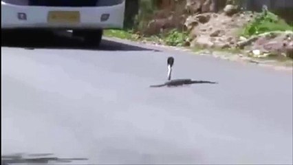 mongoose vs snake on the road very amazing fight,infoprovider