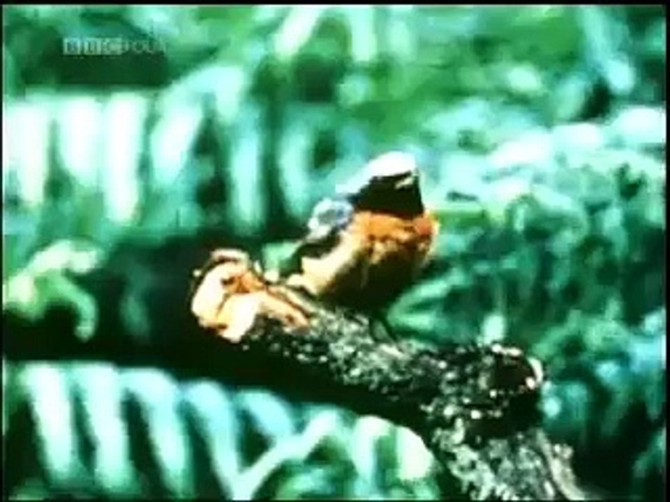 Evolution of the Peppered Moth