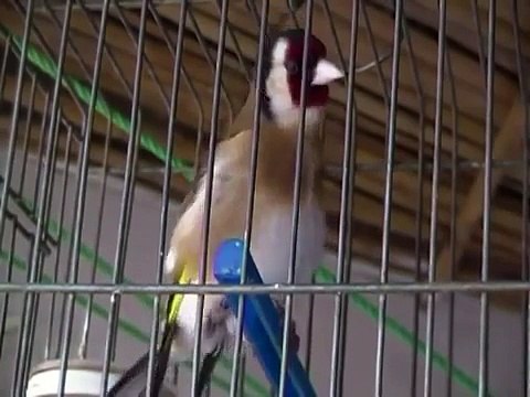 Vidéo Carduelis chardonneret ( حسون) alger 8 mois (secteur Mouzaia موزاية) DZ 2012