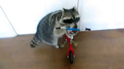 YouTube: Mapache muestra su habilidad para manejar bicicleta