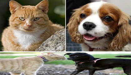 The Humorous Differences Between Cats and Dogs