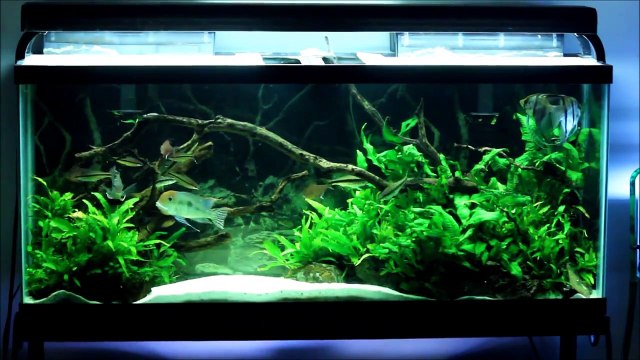 55 Gallon Planted Tank
