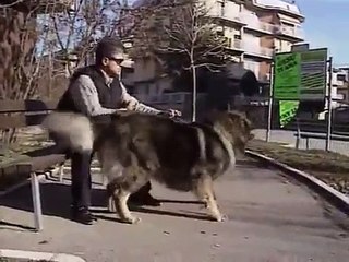 Caucasian Ovcharka
