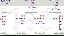 Bioquimica video didactico, aminoacidos y proteinas