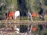 AZ Wild Horses at the Salt River reflections