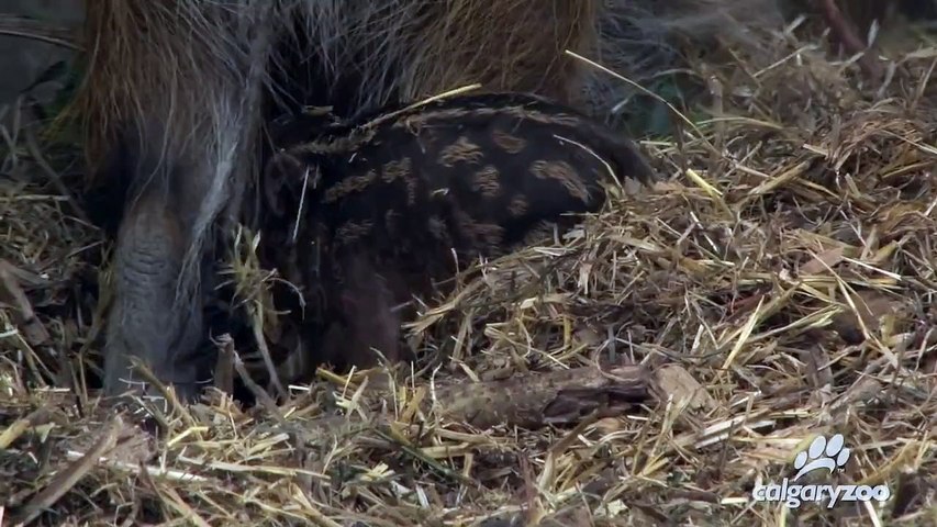 Red River Hog Piglets Greet The Day At The Calgary Zoo