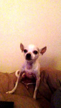 Chihuahua qui chante joyeux anniversaire