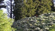 Grizzly Bear 'Rock Stars' of Grand Teton National Park