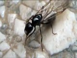 Enorme Formica regina alata - Huge queen winged Ant